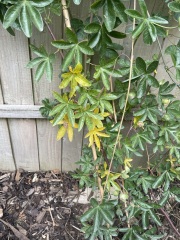 Any idea what’s wrong with my passion flower?
