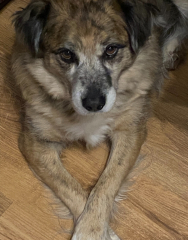 The Best Dog in the World