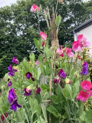 Does anyone know where I can buy these sweet pea seeds?