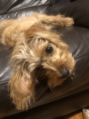 September’s Dog of the Month: Share Your Photos & Win £100! 🐾