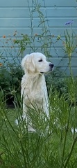 Share Your Dog Stories and Photos! 🐾 Chance to Win £100!
