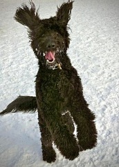 Talk to me about Poodles.....