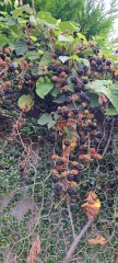 If you don't let your kid eat blackberries...