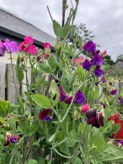 Does anyone know where I can buy these sweet pea seeds?