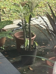 Neighbours freaking out about my under house python- Mr Hissy