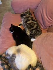 Run out of cat food - what can I feed?!