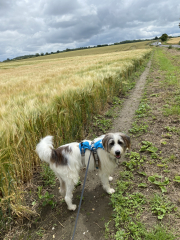 Dog training channels