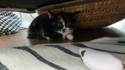 2 rescue fluffies coming to our house today