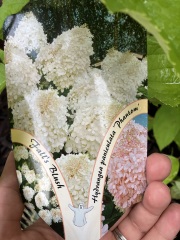 Can anyone tell me the name of this hydrangea?