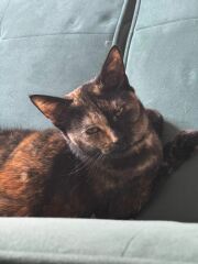 My poor kitten is going downhill - scared