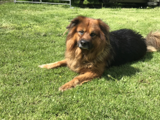 The Best Dog in the World