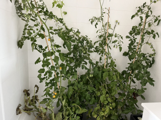 The Vegetable Patch 2024/2025