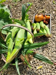The Vegetable Patch 2024/2025