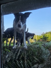 Passports, buckets and spades - the Excellent Cats go on their holidays