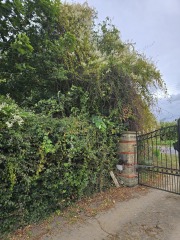 Wisteria wildly winding worry!