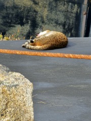 Passports, buckets and spades - the Excellent Cats go on their holidays