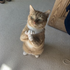 Passports, buckets and spades - the Excellent Cats go on their holidays