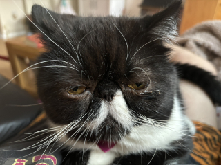 Magnificent Moustaches