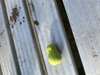 Monster in the greenhouse
