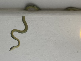 Neighbours freaking out about my under house python- Mr Hissy