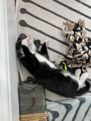 2 rescue fluffies coming to our house today