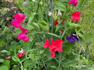 Needing more colour!
