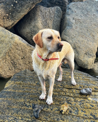 The Best Dog in the World