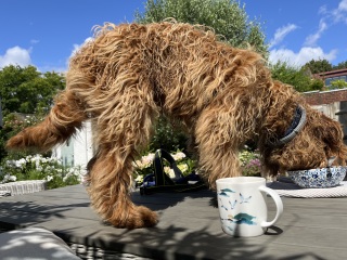 Puppy Survival Thread for New and Old Pups - Spring is around the corner!