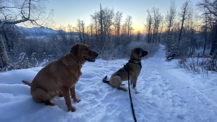 Turkish kangal
