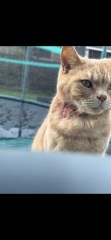 wtf is wrong with my cat