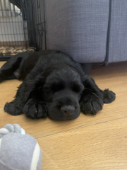 Puppy Survival Thread for New and Old Pups - Spring is around the corner!