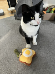 Passports, buckets and spades - the Excellent Cats go on their holidays