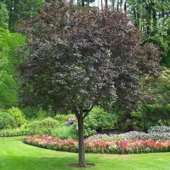 Fruit tree for screening