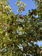 Come and tell me your dull and unexciting news 31: Calmly through the day