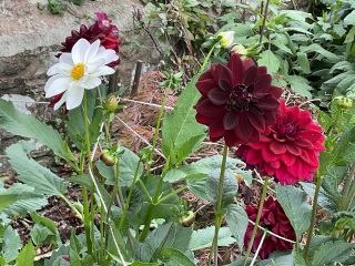 Autumn - Gardening Jobs to do this Season (Sep, Oct, Nov)