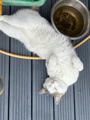 Thread 3 Starmer:  Digging has started, bigger shovel required