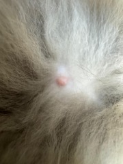 Is the cat pregnant? Nipples picture
