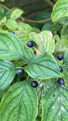 Are these elderberries?