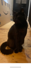 Cat has been missing for four days- when to give up hope?