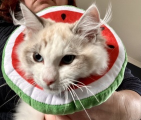 Post Castration Care