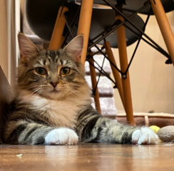Can anyone help me identify what type of cat this is?