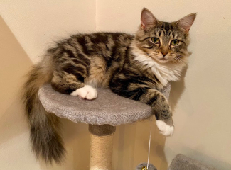 Can anyone help me identify what type of cat this is?