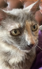 Happy International Cat Day