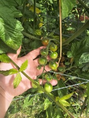 What have you done in the garden today? Part 5