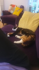 Bit of reassurance for my new rescue cat