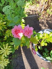 Precious roses from elderly neighbour's farm