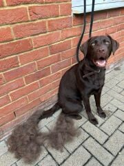 Puppy Survival Thread for New & Old Pups - Soon be Autumn 2024