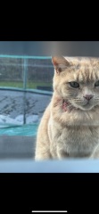 wtf is wrong with my cat
