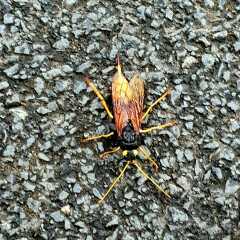 Can anyone identify this insect?