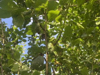 Damson trees struggling -advice please